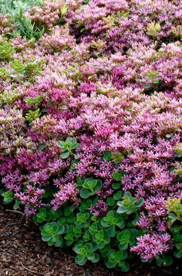 Fetthenne (Sedum spurium 'Splendens')