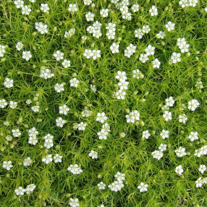 Vetmuur (Sagina subulata) - Tuinplanten