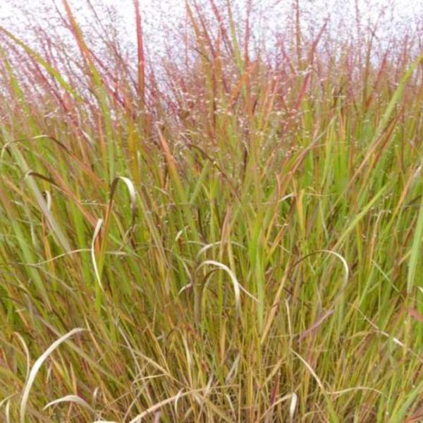Rutenhirse (Panicum virg. 'Rotstrahlbusch') - Gartenpflanzen