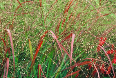 Rutenhirse (Panicum virg. 'Sqauw')
