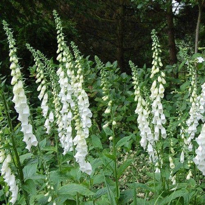 Fingerhut (Digitalis purpurea 'Alba')