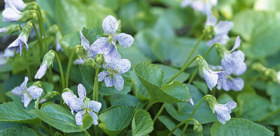 Violett (Viola sororia 'Freckles')