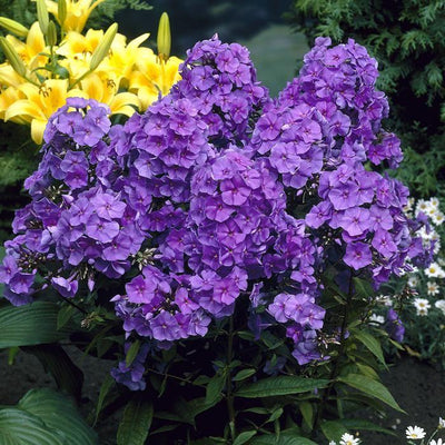 Flammenblume (Phlox (P) 'Amethyst')