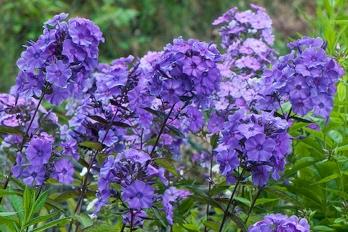 Vlambloem (Phlox (P) 'Blue Paradaise') - Gartenpflanzen