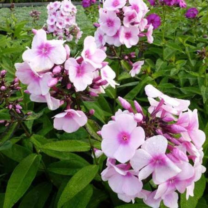 Vlambloem (Phlox (P) 'Bright Eyes') - Gartenpflanzen