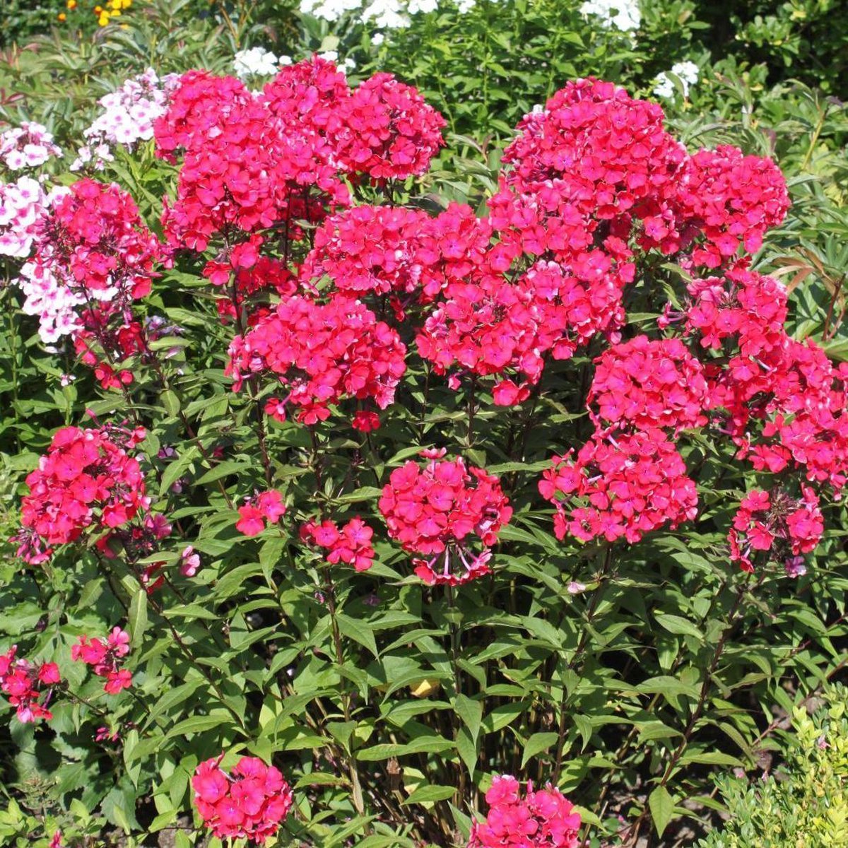 Vlambloem (Phlox (P) 'Starfire') - Tuinplanten