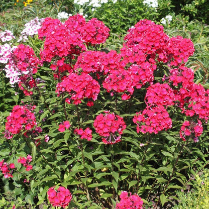 Flammenblume (Phlox (P) 'Starfire') - Gartenpflanzen