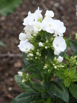 Flammenblume (Phlox (P) 'White Admiral')