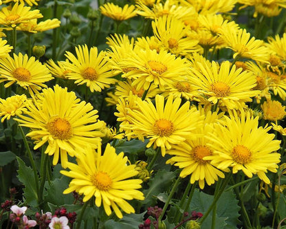 Frühlings-Sonnenblume (Doronicum orientale 'Little Leo') - Gartenpflanzen