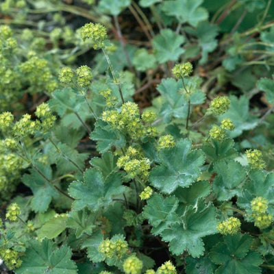 Frauenmantel (Alchemilla erythropoda)