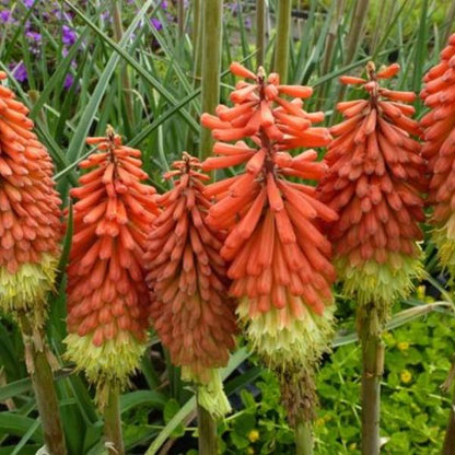 Fackellilie (Kniphofia 'Royal Standard') - Gartenpflanzen