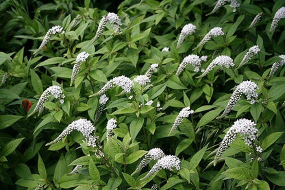 Wederich (Lysimachia clethroides) - Gartenpflanzen