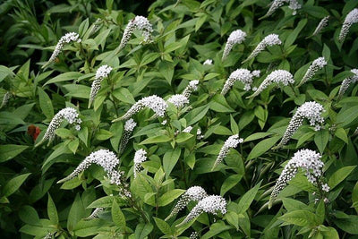 Echtes Karettschild (Lysimachia clethroides)