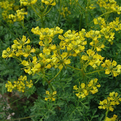 Raute (Ruta graveolens)