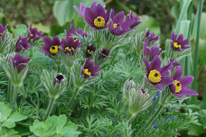Küchenschelle (Pulsatilla vulgaris) - Gartenpflanzen