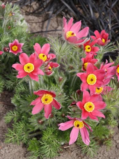 Wildemanskruid (Pulsatilla vulgaris 'Rubra') - Gartenpflanzen