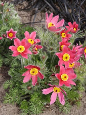 Wildmannskraut (Pulsatilla vulgaris 'Rubra')
