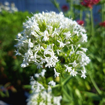 Witte valeriaan (Centranthus ruber 'Albus') - Tuinplanten