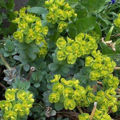 Wolfsmilch (Euphorbia myrsinites) - Gartenpflanzen