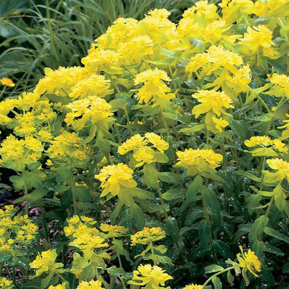 Wolfsmilch (Euphorbia polychroma) - Gartenpflanzen