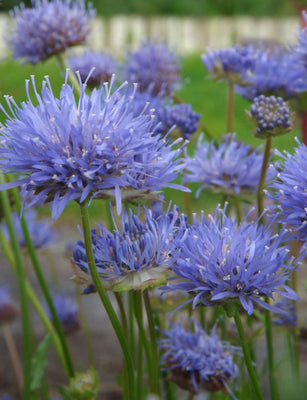 Sandblau (Jasione laevis 'Blaulicht')