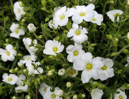 Zandkraut (Arenaria montana) - Gartenpflanzen