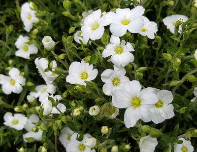 Sandkraut (Arenaria montana)