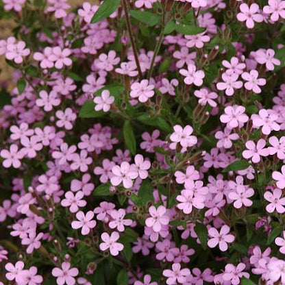 Seifenkraut (Saponaria ocymoides) - Gartenpflanzen