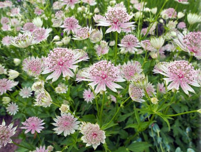 Zeeland-Knopf (Astrantia major)