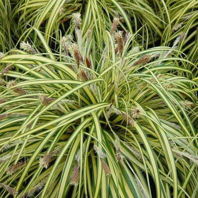 Segge (Carex oshimensis 'Evergold')