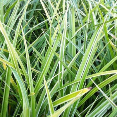 Segge (Carex morrowii 'Variegata')