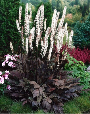Traubensilberkerze (Actaea cimicifuga ramosa 'Atropurpurea')