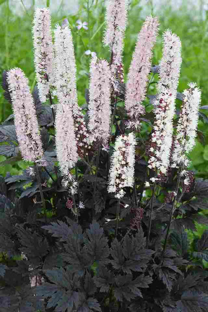 Silberkerze (Actaea cimicifuga ramosa 'Chocoholic') - Gartenpflanzen