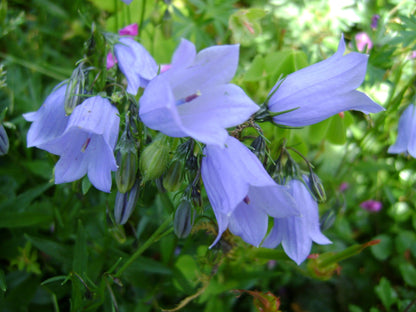 Zwerg-Glockenblume (Campanula cochleariifolia 'Blue Baby') - Gartenpflanzen