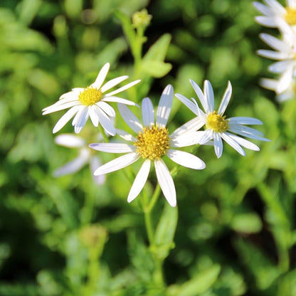 Zomeraster (Kalimeris incisa 'Alba') - Gartenpflanzen