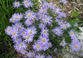 Zomeraster (Kalimeris incisa 'Blue Star') - Gartenpflanzen