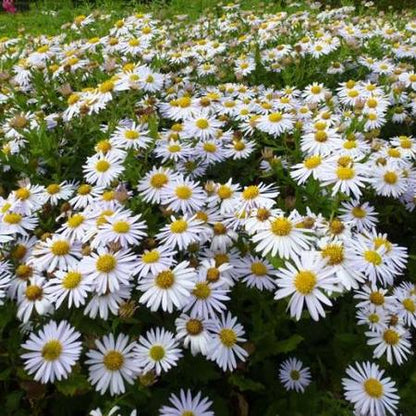 Zomeraster (Kalimeris incisa 'Madiva') - Gartenpflanzen