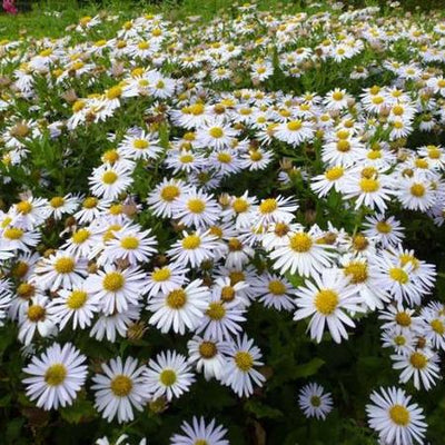 Sommeraster (Kalimeris incisa 'Madiva')