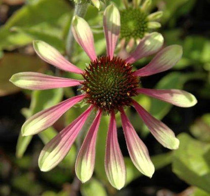 Sonnenhut (Echinacea Green envy) - Gartenpflanzen