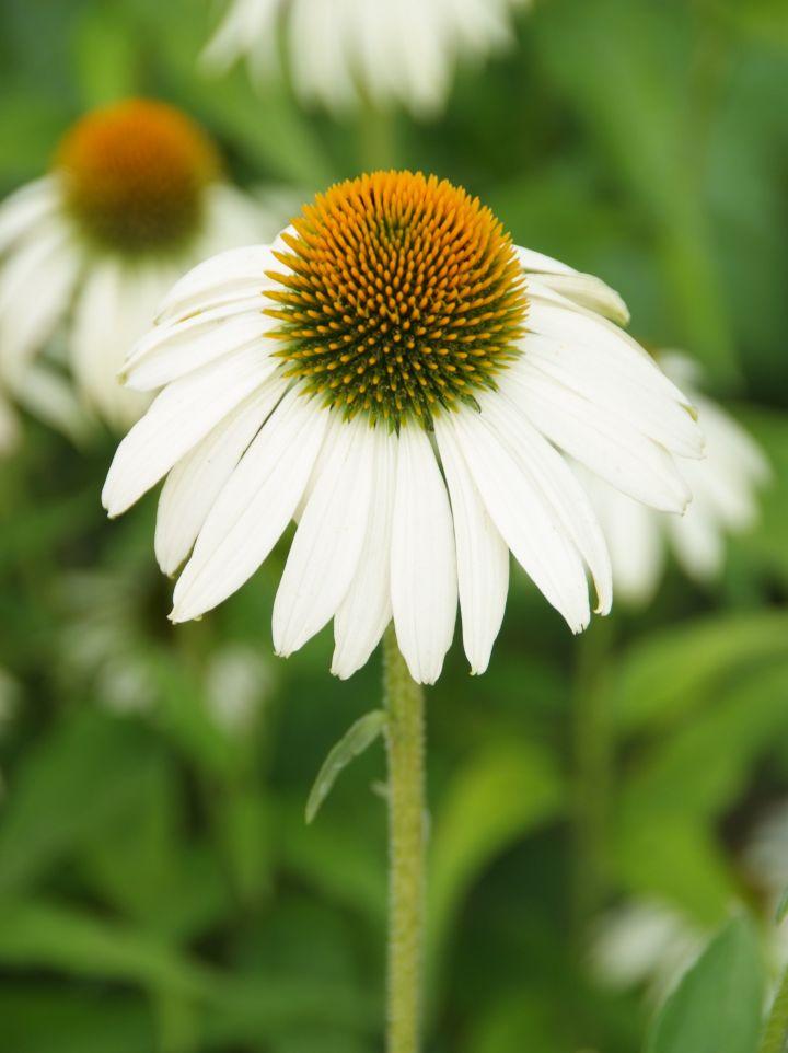 Sonnenhut (Echinacea PowWow™White) - Gartenpflanzen