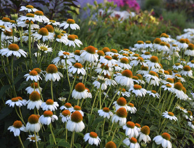 Sonnenhut (Echinacea PowWow™ White)