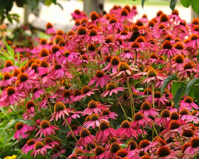 Sonnenhut (Echinacea PowWow™ Wild Berry)