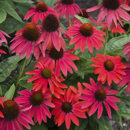 Sonnenhut (Echinacea 'Lokota Red') - Gartenpflanzen