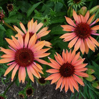 Sonnenhut (Echinacea 'Sundown')