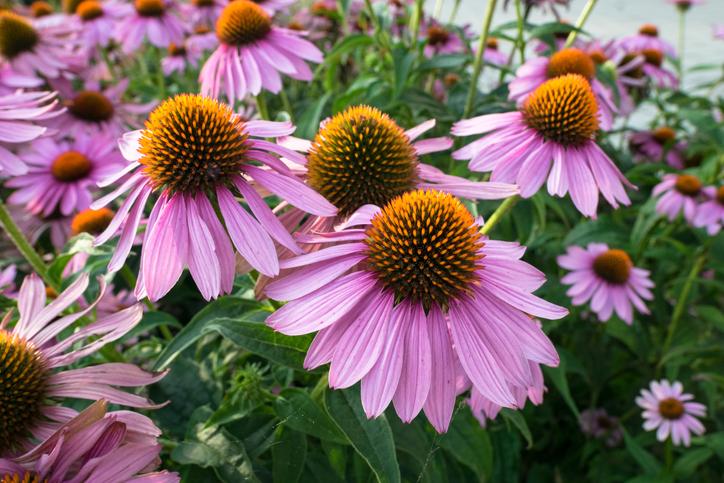 Sonnenhut (Echinacea purpurea) - Gartenpflanzen