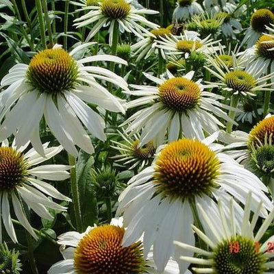 Sonnenhut (Echinacea purpurea 'White Swan')