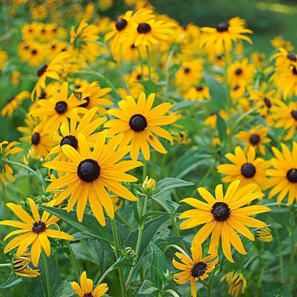 Sonnenhut (Rudbeckia fulgida 'Goldsturm') - Gartenpflanzen