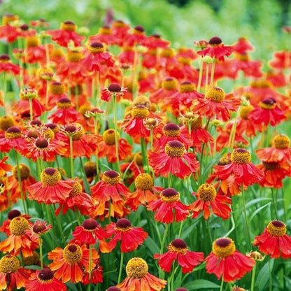 Zonnekruid (Helenium 'Moerheim Beauty') - Gartenpflanzen