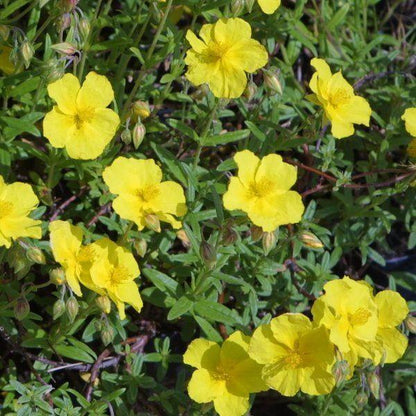 Zonneroosje (Helianthemum 'Golden Queen'.) - Gartenpflanzen