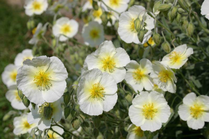 Zonneroosje (Helianthemum 'The Bride') - Gartenpflanzen